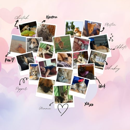 Pets 2 Rt4axottegn17ru7mmi9a821u87zekgwj73meipd3c